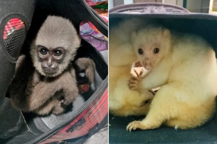 30k-animals-rescued-interpol-6-121725-66304ebd885749a9997f2dd84828385f.webp