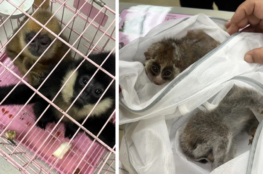 30k-animals-rescued-interpol-4-121725-6a532a166e0f4e9abf7b82e76b45653f.webp
