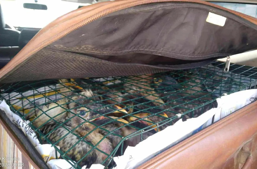 30k-animals-rescued-interpol-1-121725-b1bee8d6c7564638a03e3d8d312f1b56.webp