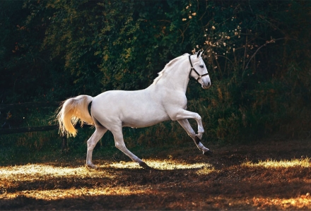 인간의 감정 냄새는 말의 행동과 생리에 영향을 미친다((Human emotional odours influence horses’ behaviour and physiology)