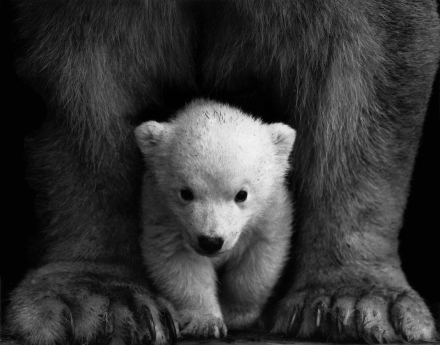 WWF, 멸종위기종 응원 캠페인 ‘해피애니버서리’ 론칭