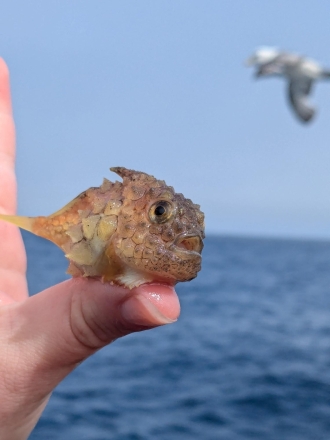 바다를 이루는 작은 생명들…NOAA Fisheries가 공개한 해양조사의 현장