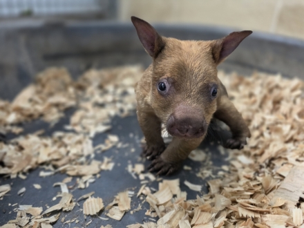 어미 곁에서 세상으로 첫걸음…Zoo Miami 아기 웜뱃의 특별한 성장 이야기