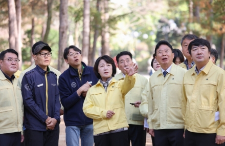 가평군 전역, 소나무재선충병 특별방제구역 지정 추진…5년 새 피해 약 16배 증가