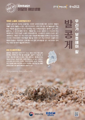 경기도, 대부도 일대서 해양보호생물 ‘발콩게’ 서식 확인