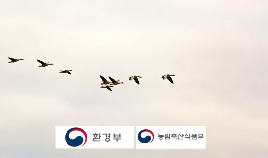 충남 천안, 야생조류에서 조류인플루엔자 항원 검출