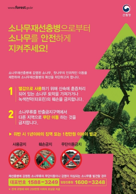 산림청, 소나무재선충병 피해목 함부로 옮기지 마세요!