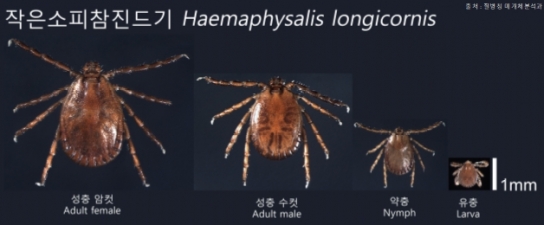 충북보건환경연구원, 봄철 도심 공원 및 산책로 진드기 물림 조심하세요