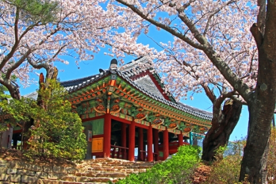 강릉시, 호수와 바다, 새봄의 향기 가득한 ‘경포 벚꽃 축제’