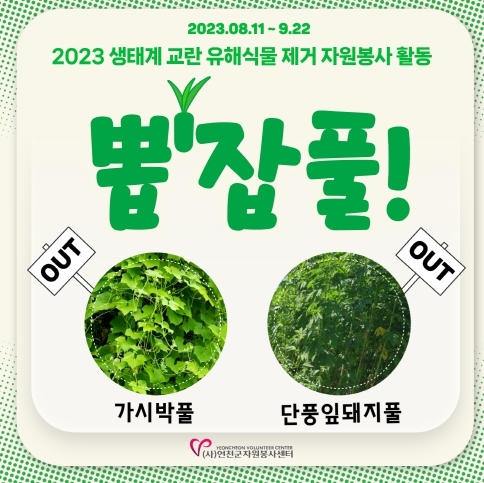 연천군자원봉사센터, 생태계 교란 야생식물 제거 자원봉사 활동진행