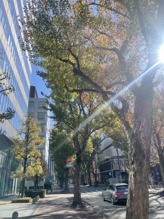 [포토뉴스] 11월 말의 후쿠오카, 단풍잎이 무성한 가을의 맑은 날씨