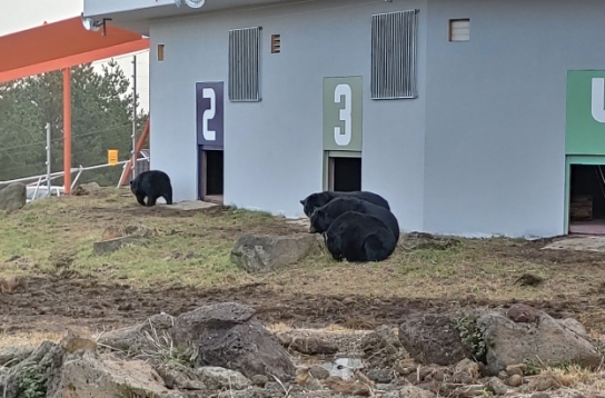 제주 온 멸종위기종 반달가슴곰, 13일 공개한다