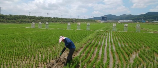 전남, 전국 최대 규모 저탄소 농산물 인증 면적 확보…상반기 3,275ha 선정