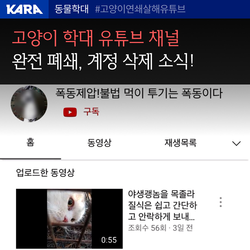 동물권행동 카라, 고양이 학대 유튜브 채널 폐쇄 환영(사진=동물권행동 카라).jpg