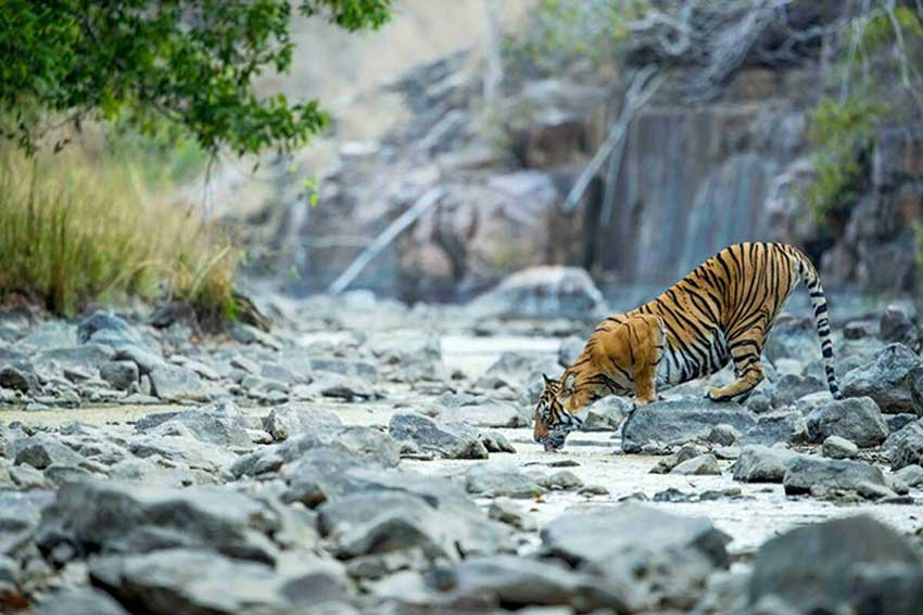 wwf1.jpg