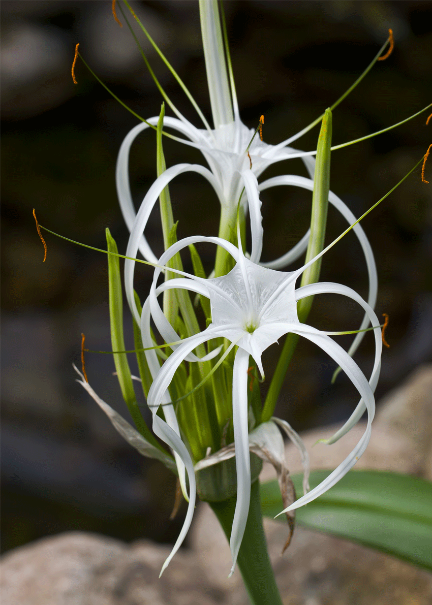 Hymenocallis.gif